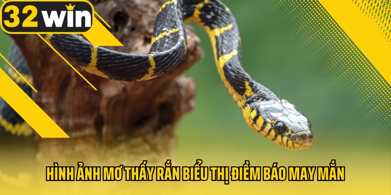 Hinh-anh-mo-thay-ran-bieu-thi-diem-bao-may-man