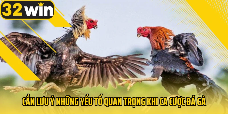 can-luu-y-yeu-to-quan-trong-khi-ca-cuoc-da-ga