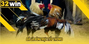 da-ga-don-truc-tiep-thomo