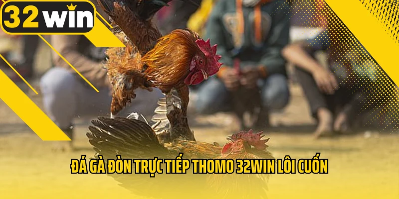 da-ga-don-truc-tiep-thomo-32WIN-loi-cuon