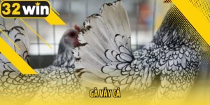 ga-vay-ca